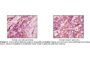 Image no. 1 for anti-Fibulin 5 (FBLN5) antibody (ABIN232102) (Fibulin 5 antibody)