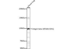 Western Blotting (WB) image for anti-Integrin beta 3 (ITGB3) (AA 609-788) antibody (ABIN6142583)