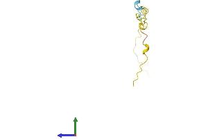 AlphaFold protein structure predicition of Human Recombinant PKIB Protein, UniprotID Q9C010 (PKIB Protein (AA 1-78) (Fc Tag))