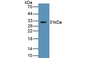 MYH2 antibody  (AA 1237-1471)