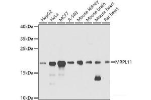 MRPL11 antibody