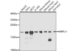Western blot analysis of extracts of various cell lines using MRPL11 Polyclonal Antibody at dilution of 1:1000. (MRPL11 antibody)
