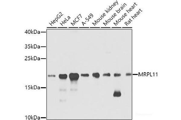 MRPL11 抗体