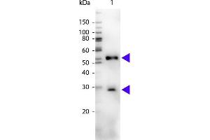 Western blot of Peroxidase conjugated Chicken Anti-Mouse IgG secondary antibody. (Chicken anti-Mouse IgG (Heavy & Light Chain) Antibody (HRP))