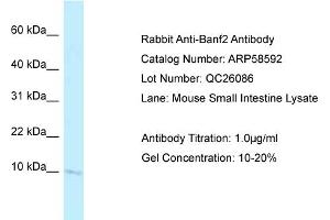 Western Blotting (WB) image for anti-Barrier To Autointegration Factor 2 (BANF2) (N-Term) antibody (ABIN2787754) (Banf2 antibody  (N-Term))