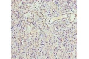 Immunohistochemistry of paraffin-embedded human pancreatic tissue using ABIN7154698 at dilution of 1:100 (GNAO1 antibody  (AA 60-180))