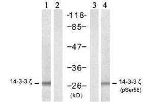 Western blot analysis of extract from NIH/3T3 cells, untreated or treated with TNF-α (20ng/ml, 5min), using 14-3-3 ζ (Ab-58) antibody (E021188, lane 1 and 2) and 14-3-3 ζ (Phospho- Ser58) antibody (E011181, lane 3 and 4). (14-3-3 zeta antibody  (pSer58))