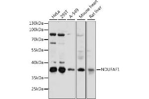 Western blot analysis of extracts of various cell lines, using NDUF antibody (ABIN7268805) at 1:1000 dilution. (NDUFAF1 antibody  (AA 1-327))