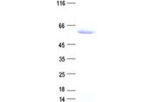 Validation with Western Blot (DNMT3L Protein (DYKDDDDK Tag))