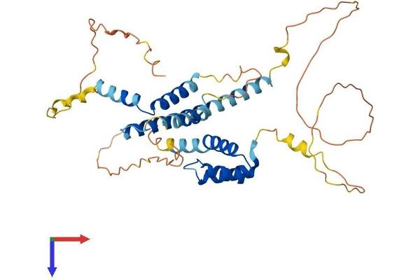 MEIS3 Protein (AA 1-375) (His tag)