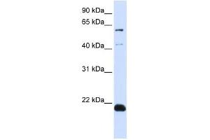 C14ORF180 antibody used at 1 ug/ml to detect target protein.