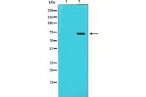 Western blot analysis on HuvEc cell lysate using Cox1 Antibody,The lane on the left is treated with the antigen-specific peptide. (PTGS1 antibody  (C-Term))