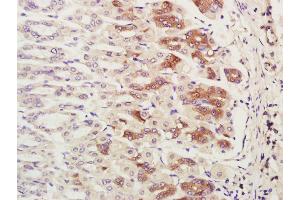 Paraformaldehyde-fixed, paraffin embedded mouse stomach; Antigen retrieval by boiling in sodium citrate buffer (pH6. (CHCHD2 antibody  (AA 96-130))