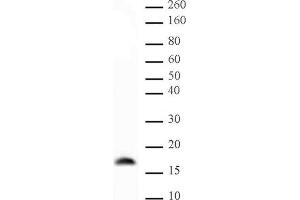Histone H3 trimethyl Lys9 mAb (Clone 2AG-6F12-H4) tested by Western blot. (Histone 3 antibody  (H3K9me3))
