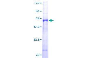 PSMG1 Protein (AA 1-288) (GST tag)