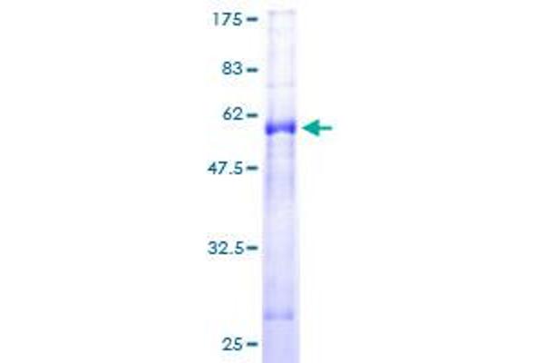 PSMG1 Protein (AA 1-288) (GST tag)