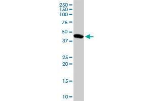 LEFTY1 MaxPab rabbit polyclonal antibody. (LEFTY1 antibody  (AA 1-366))