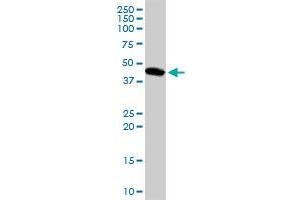 LEFTY1 MaxPab rabbit polyclonal antibody. (LEFTY1 antibody  (AA 1-366))