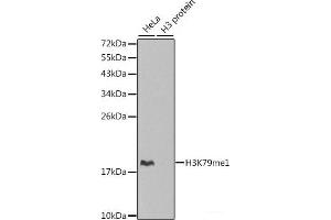 Western blot analysis of extracts of various cell lines using MonoMethyl-Histone H3-K79 Polyclonal Antibody. (Histone 3 antibody  (meLys79))