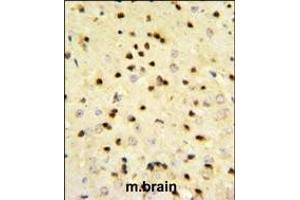 EBP1 Antibody (Center) (ABIN389363 and ABIN2839466) IHC analysis in formalin fixed and paraffin embedded mouse brain tissue followed by peroxidase conjugation of the secondary antibody and DAB staining. (PA2G4 antibody  (AA 228-255))