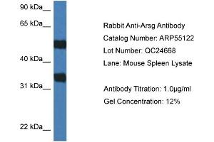 Western Blotting (WB) image for anti-Arylsulfatase G (ARSG) (C-Term) antibody (ABIN2786067) (ARSG antibody  (C-Term))