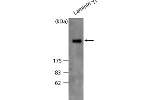 Western Blot analysis of ABIN110106 specificity. (Laminin gamma 1 antibody)