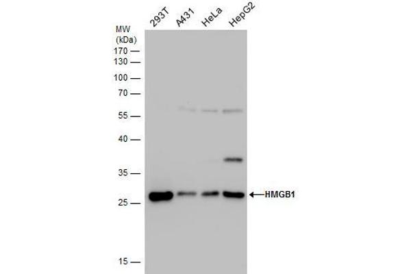 HMGB1 antibody