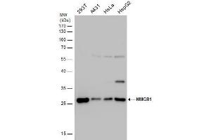 WB Image HMGB1 antibody detects HMGB1 protein by western blot analysis.