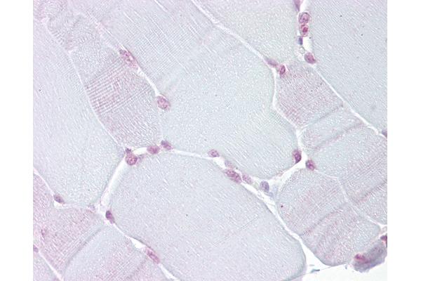 TEF antibody  (N-Term)