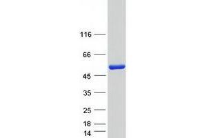 Validation with Western Blot (NARF Protein (Transcript Variant 1) (Myc-DYKDDDDK Tag))