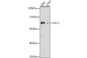 Western blot analysis of extracts of various cell lines, using BCL3 antibody (ABIN6134239, ABIN6137509, ABIN6137510 and ABIN7101379) at 1:1000 dilution. (BCL3 antibody  (AA 300-400))