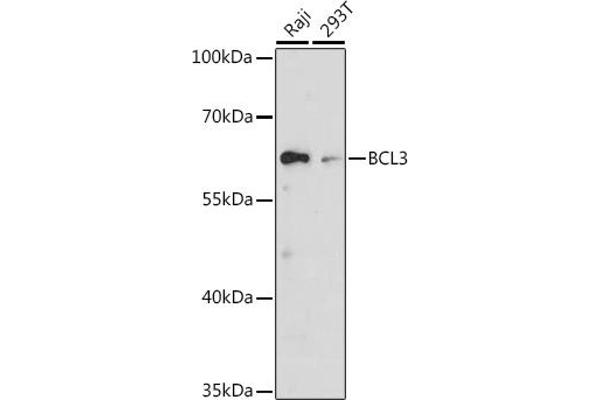 BCL3 antibody  (AA 300-400)