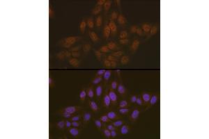 Immunofluorescence (IF) image for anti-PYD and CARD Domain Containing (PYCARD) antibody (ABIN7269756)