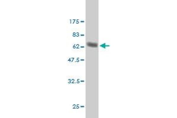 TCEA3 antibody  (AA 1-348)