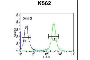 HSP90B1 Antibody (N-term) (ABIN651092 and ABIN2840067) flow cytometric analysis of K562 cells (right histogram) compared to a negative control cell (left histogram). (GRP94 antibody  (N-Term))