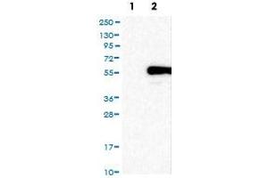 Western Blot (Cell lysate) analysis of (1) Negative control (vector only transfected HEK293T lysate), and (2) Over-expression lysate (Co-expressed with a C-terminal myc-DDK tag (~3. (PBX1 antibody)