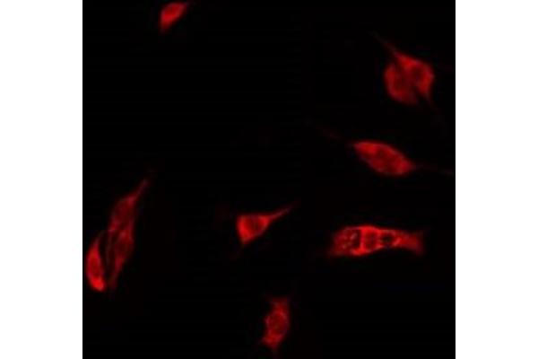 CEACAM21 antibody  (C-Term)