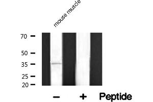 Western blot analysis of TACD2 expression in mouse muscle lysate (TACSTD2 antibody  (Internal Region))