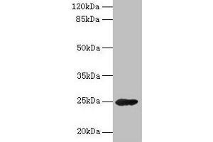 Western blot All lanes: GH2 antibody at 16 μg/mL + Mouse skeletal muscle tissue Secondary Goat polyclonal to rabbit IgG at 1/10000 dilution Predicted band size: 25, 29, 24, 28 kDa Observed band size: 25 kDa (Growth Hormone 2 antibody  (AA 27-217))