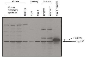 Image no. 1 for anti-Eukaryotic Translation Initiation Factor 3 Subunit E (EIF3E) (C-Term) antibody (ABIN401422) (EIF3E antibody  (C-Term))