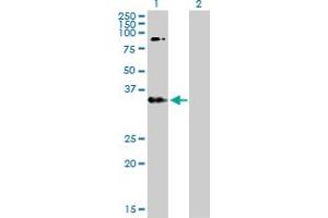 Western Blot analysis of ERBB3 expression in transfected 293T cell line by ERBB3 MaxPab polyclonal antibody. (ERBB3 antibody  (AA 1-331))