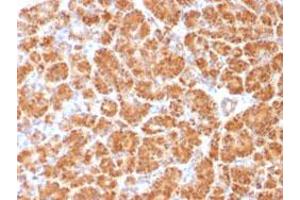 Immunohistochemical staining (Formalin-fixed paraffin-embedded sections) of human pancreas with CLTA/CLTB monoclonal antibody, clone CLC/1421 .