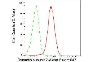 anti-Dynactin 2 (p50) (DCTN2) antibody
