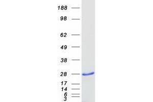 Western Blotting (WB) image for Tumor Necrosis Factor Receptor Superfamily, Member 18 (TNFRSF18) (Transcript Variant 1) protein (Myc-DYKDDDDK Tag) (ABIN2733952)