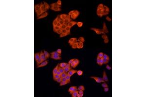 Immunofluorescence (IF) image for anti-Apoptotic Peptidase Activating Factor 1 (APAF1) (AA 1-250) antibody (ABIN1678685)
