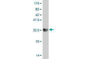 SLC6A20 antibody  (AA 301-369)