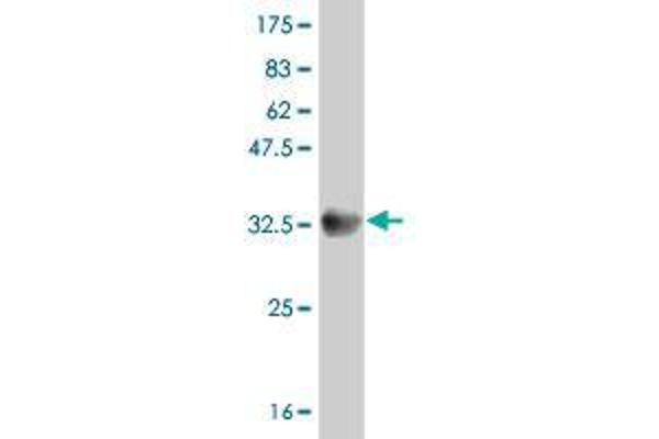 SLC6A20 antibody  (AA 301-369)