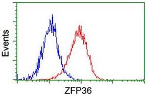 Flow cytometric Analysis of Hela cells, using anti-ZFP36 antibody (ABIN2454210), (Red), compared to a nonspecific negative control antibody, (Blue). (ZFP36 antibody)