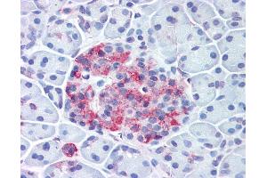 Anti-WNT10A antibody IHC of human pancreas, islet. (WNT10A antibody  (Internal Region))