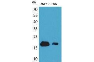 Western Blotting (WB) image for anti-Interferon-Induced Transmembrane Protein 1 (IFITM1) (N-Term) antibody (ABIN3187970) (IFITM1 antibody  (N-Term))